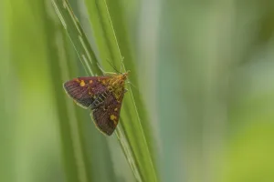 Wildlife Photography Moths Stampe: Mint Moth