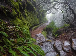 Deserted Forest Europe Stampe: Misty forest on a hiking trail along a levada