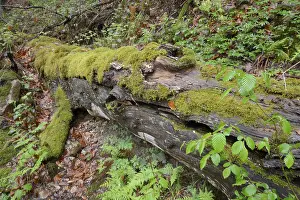 Moss Covered Forest Stampe: Modernizing tree trunk, tree trunk