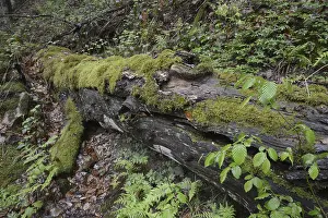 Overgrown With Moss Stampe: Modernizing tree trunk, tree trunk