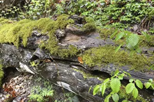 Overgrown With Moss Trees Stampe: Modernizing tree trunk, tree trunk