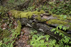Moss Covered Landscape Stampe: Modernizing tree trunk, tree trunk