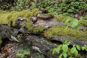 Overgrown With Moss Trees Stampe: Modernizing tree trunk, tree trunk