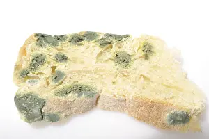 Moldy Bread Stampe: Moldy bread