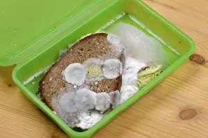 Moldy Bread Stampe: Moldy bread, snack in a box