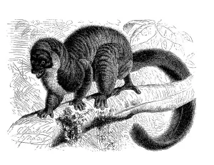 Historical Primate Illustrations Stampe: Mongoose lemur (Eulemur mongoz)