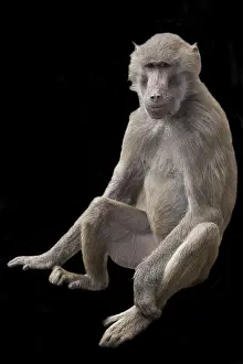 Natural Environment Wildlife Photo Stampe: Monkey on a black background