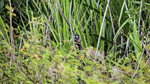 Wildlife In Bolivia Stampe: A monkey is hiding in the dense