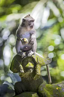 Tropical Rainforest Environment Stampe: Monkey at Sacred Monkey Forest