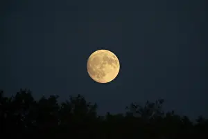 Full Moon Stampe: Moon