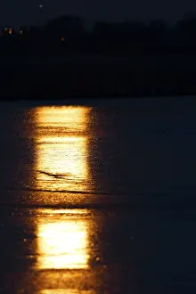 Middle Elbe Biosphere Reserve Stampe: Full moon reflected in the ice