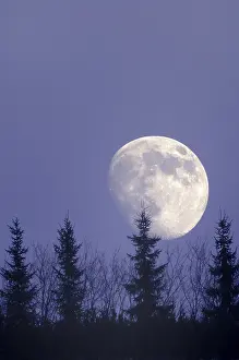 Deserted Night Scene Europe Stampe: Moon behind trees, Germany