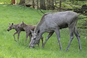 New World Deer Species Stampe: Moose
