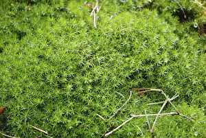Nature Botany Photography Stampe: Moss