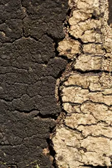 Tree Bark Close Up Stampe: Moss and pattern in old tree bark
