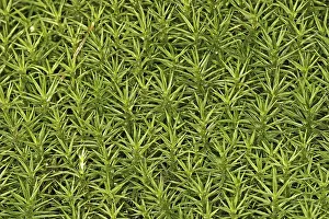 New World Deer Habitat Stampe: Mosses