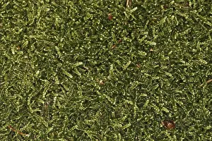 Mammalian Fauna Stampe: Mosses