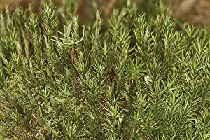 Moose In Natural Environment Stampe: Mosses