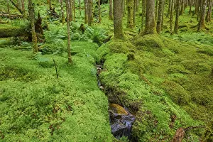 Lago Stampe: Il suolo forestale ricoperto di muschio intercalato con un piccolo corso d'acqua.