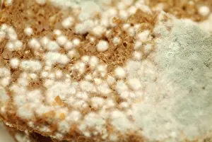 Wholewheat Bread Stampe: Mouldy bread