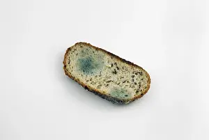 Studio Shot Of Bread Stampe: Mouldy slice of bread
