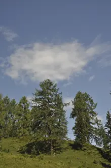 Mountain Forest Landscape Stampe: Mountain forest, forest, tree, trees