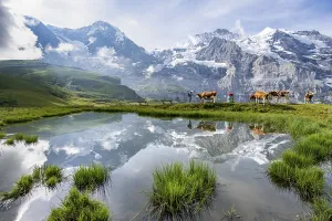 Swiss Alps Landscape Stampe: Mountain panorama with peaks Eiger