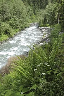 Mountain Stream Stampe: Mountain stream, mountain stream