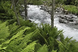 Mountain Torrent Water Flow Stampe: Mountain stream, mountain stream