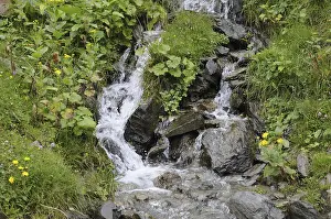 Nature Photography Alps Stampe: Mountain stream, stream, mountain stream