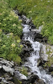 Nature Scenery Stampe: Mountain stream, stream, mountain stream