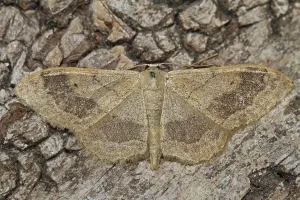 Geometer Moth Stampe: Mouse-eared moth