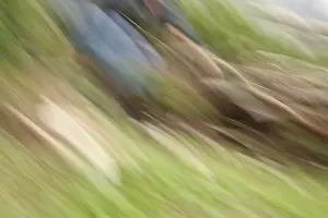 Motion Blur Stampe: Movement