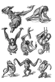 Endangered Species Drawing Stampe: Movement study, postures of various apes