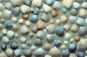 Bivalve Shell Stampe: Mussel shells