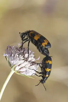 Animal Behaviour Photography Stampe: Mylabris variabilis
