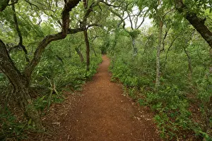 Stampe di Un sentiero stretto si snoda attraverso una foresta densa e verde con folta vegetazione e un'atmosfera tranquilla, Cariama a piedi rossi (Cariama cristata), Buraco Das Araras Bonito, Pantanal, Brasile Seriemas Stampe: Un sentiero stretto si avvolge attraverso una densa.