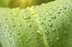 Water Drop Photography Stampe: Nature