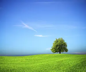 Oak Tree Landscape Stampe: Nature background