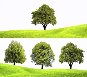 Deciduous Tree Background Stampe: Nature tree background