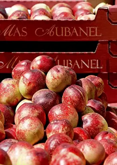 Deserted Market Scene Stampe: Nectarines