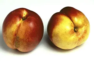 Peach Mutation Stampe: Nectarines, a mutation of the peach