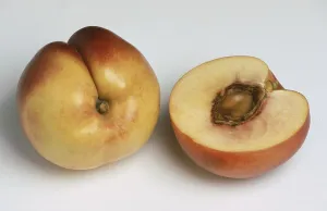 Full Frame Food Photography Stampe: Nectarines, a mutation of the peach