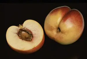 Peach Mutation Stampe: Nectarines, a mutation of the peach