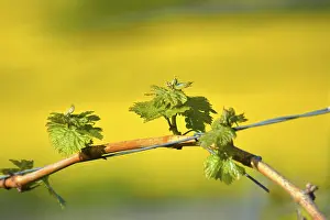 Wine Growing Region Acreage Stampe: New budding on the vine in spring