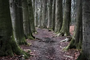 Beech Trees Stampe: Nice footpath between large beech trees