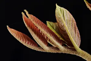Leaf Detail View Stampe: Nut sheet in spring