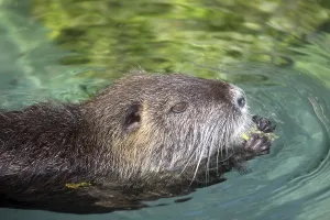 Rodent Animal Stampe: Nutria