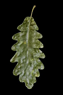 Close Shot Of A Leaf Stampe: Oak leaf