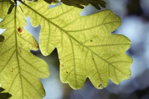 Deserted Open Air Landscape Stampe: Oak leaf